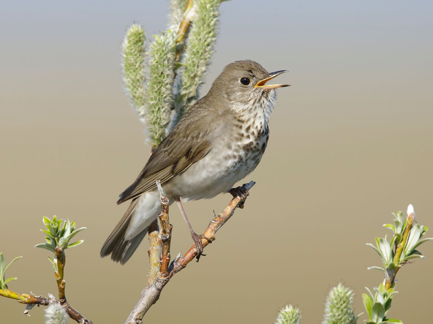 Gray-cheeked Thrush