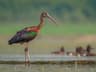 Glossy Ibis