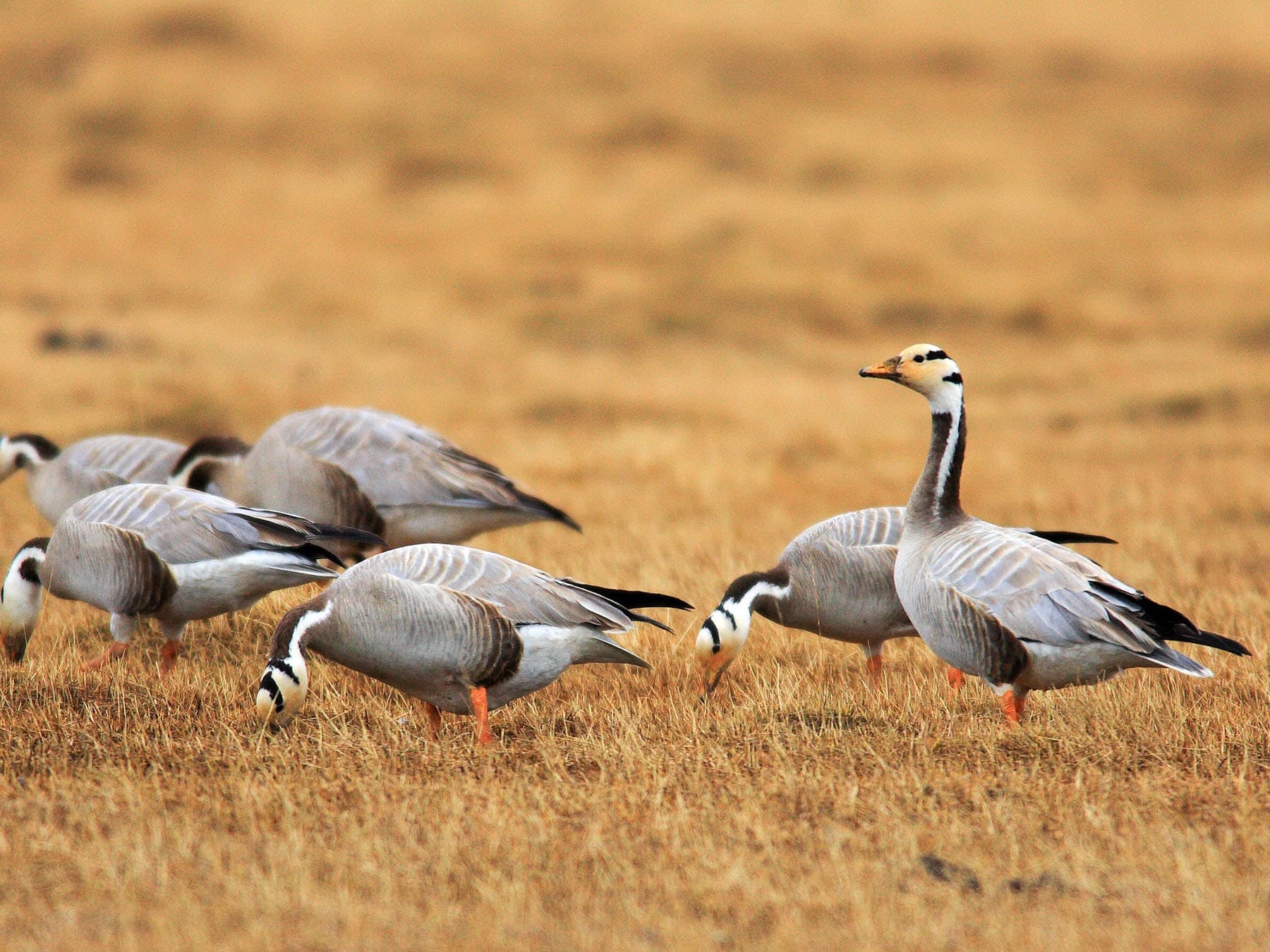 Bar-headed goose flock foraging