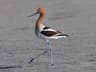 American Avocet