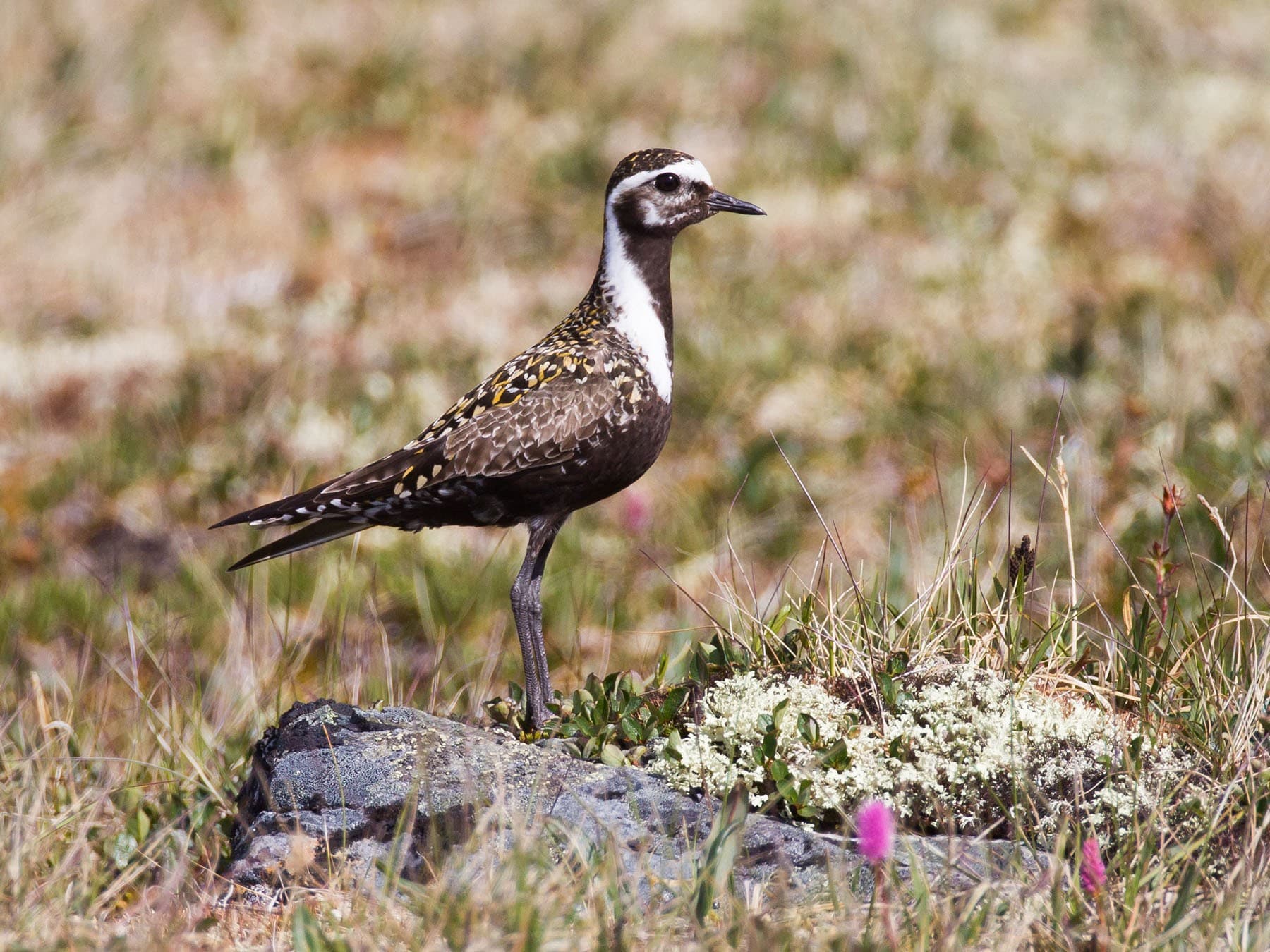Female American Golden-Plover