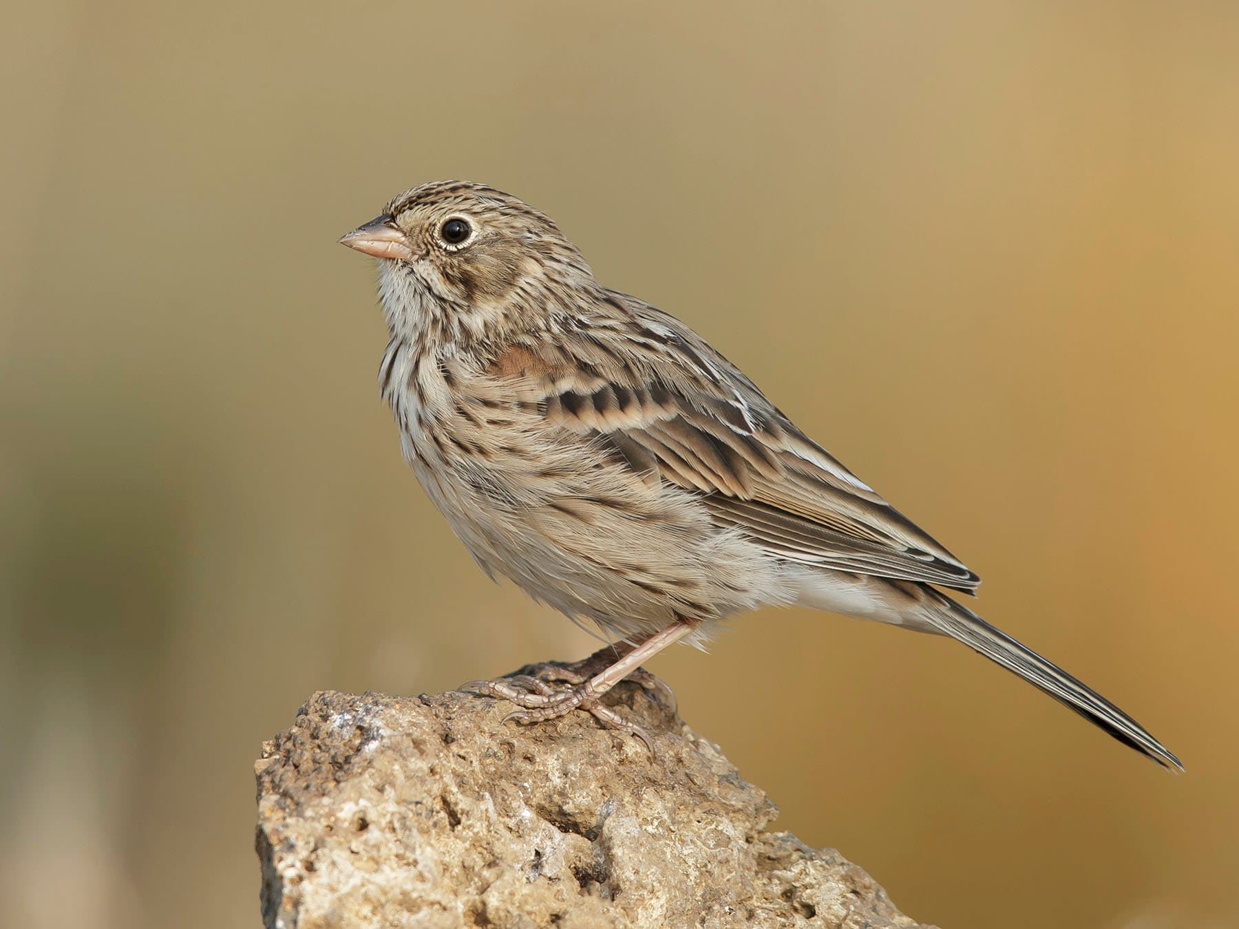 Vesper Sparrow