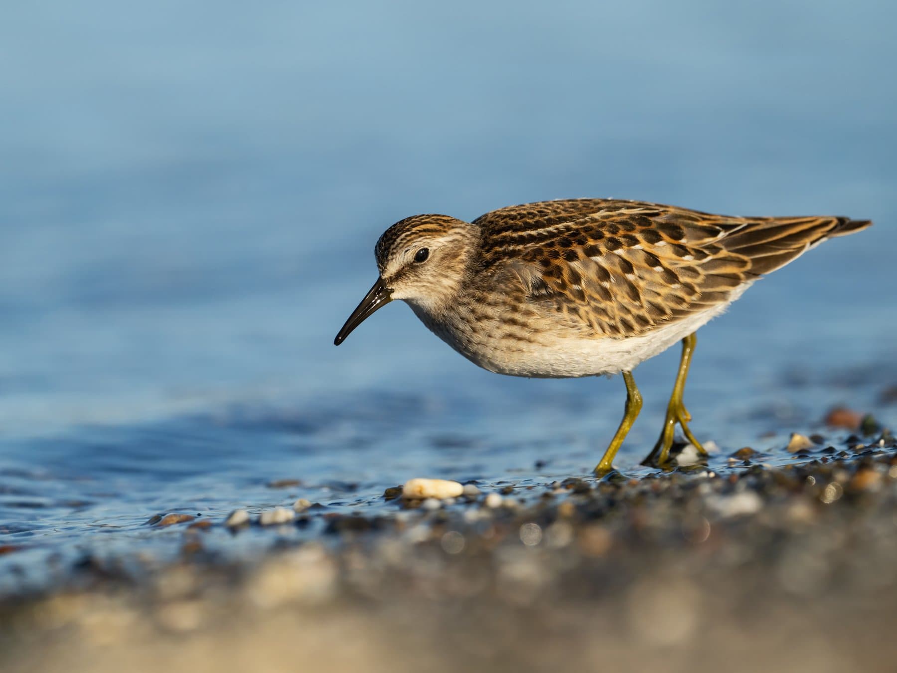 Least Sandpiper