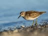 Least Sandpiper