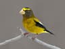 Evening Grosbeak