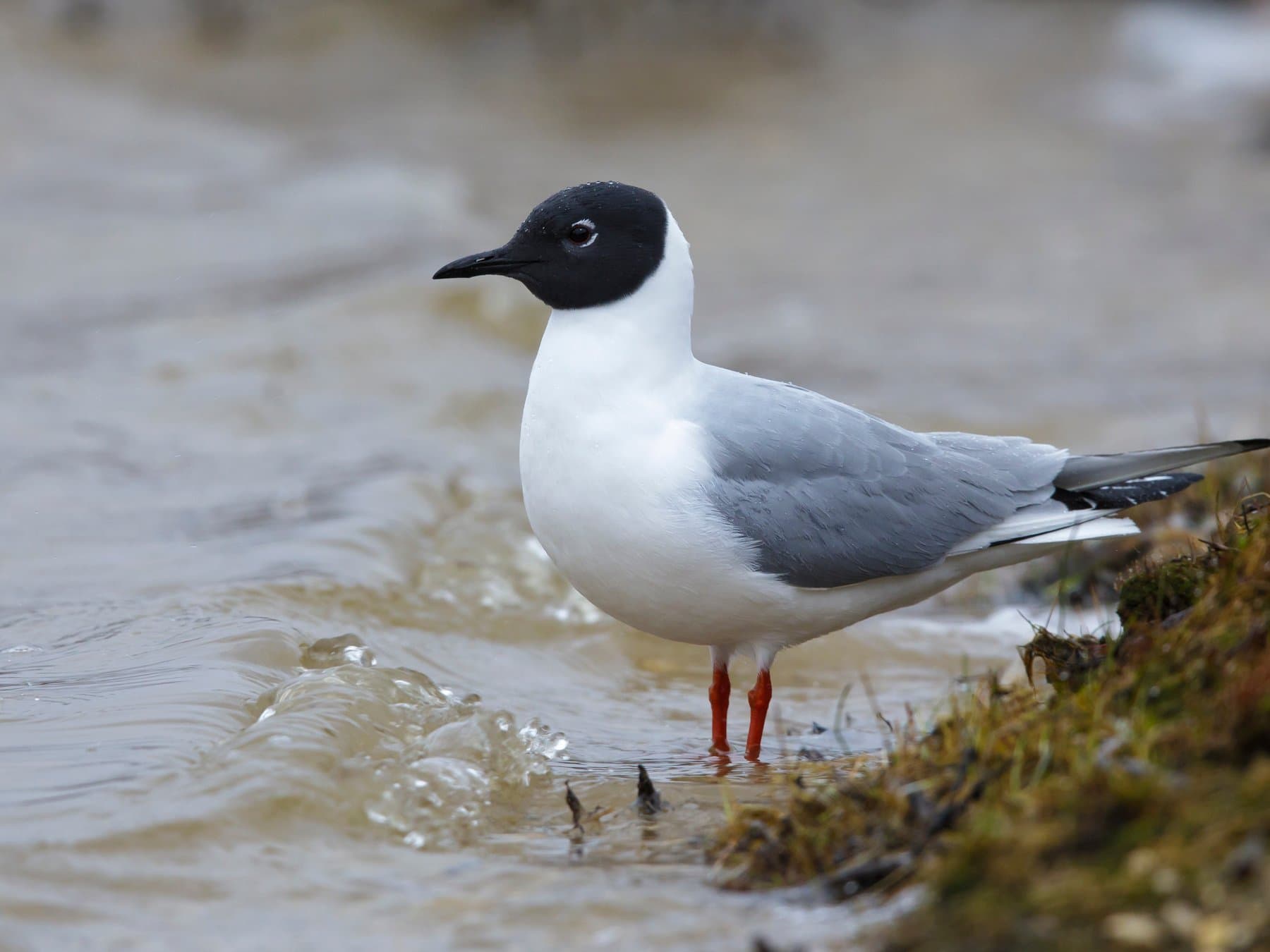 Bonaparte's Gull