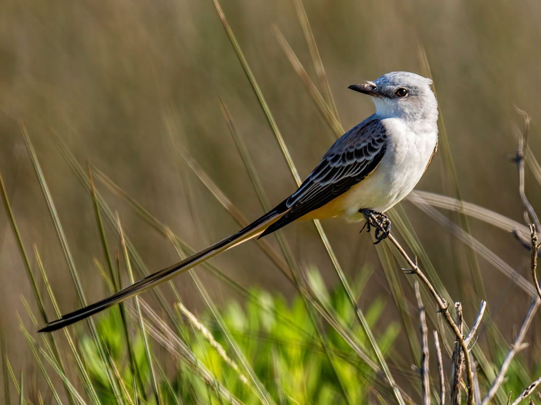 Scissor-tailed Flycatcher