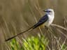 Scissor-tailed Flycatcher