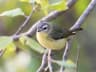 Philadelphia Vireo