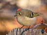 Ruby-crowned Kinglet