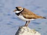 Semipalmated Plover