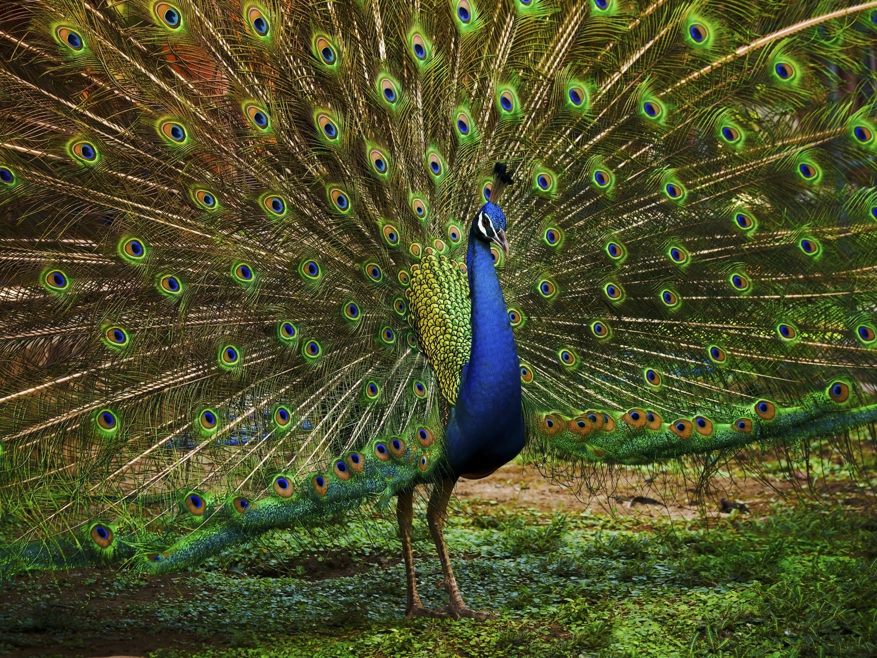 Indian Peafowl