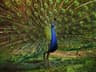 Indian Peafowl