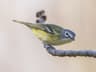 Blue-headed Vireo