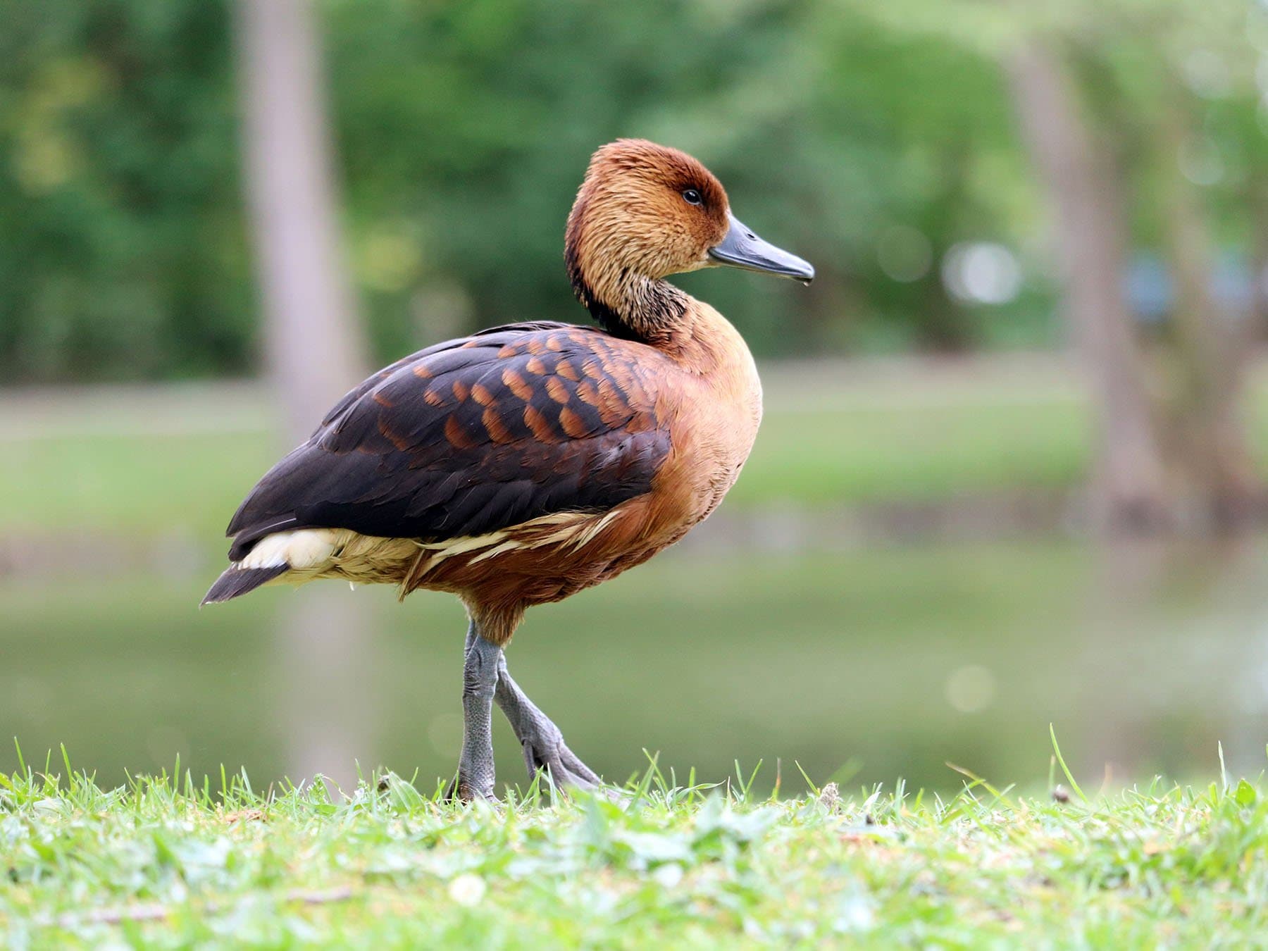 Fulvous Whistling-Duck