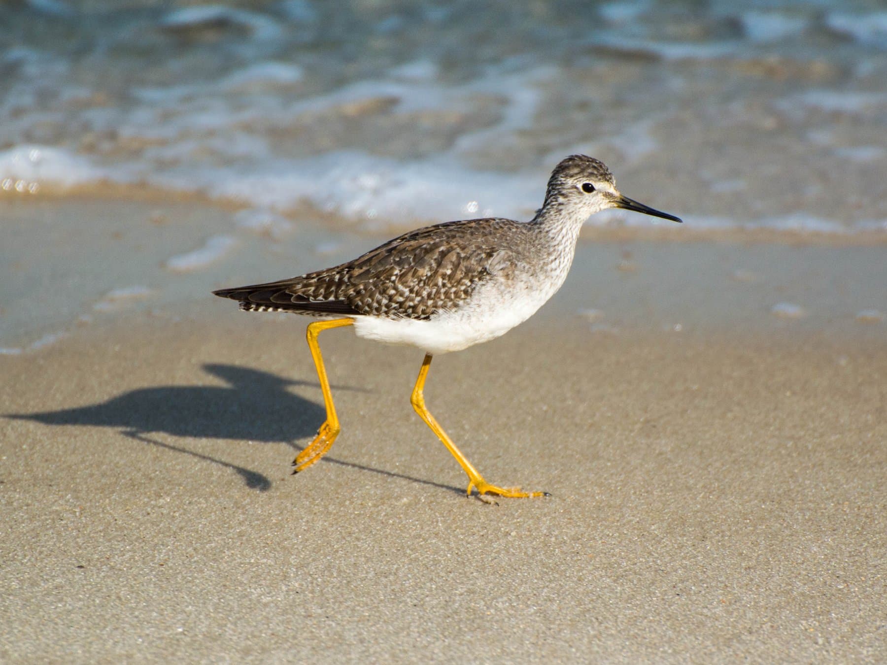 Lesser Yellowlegs