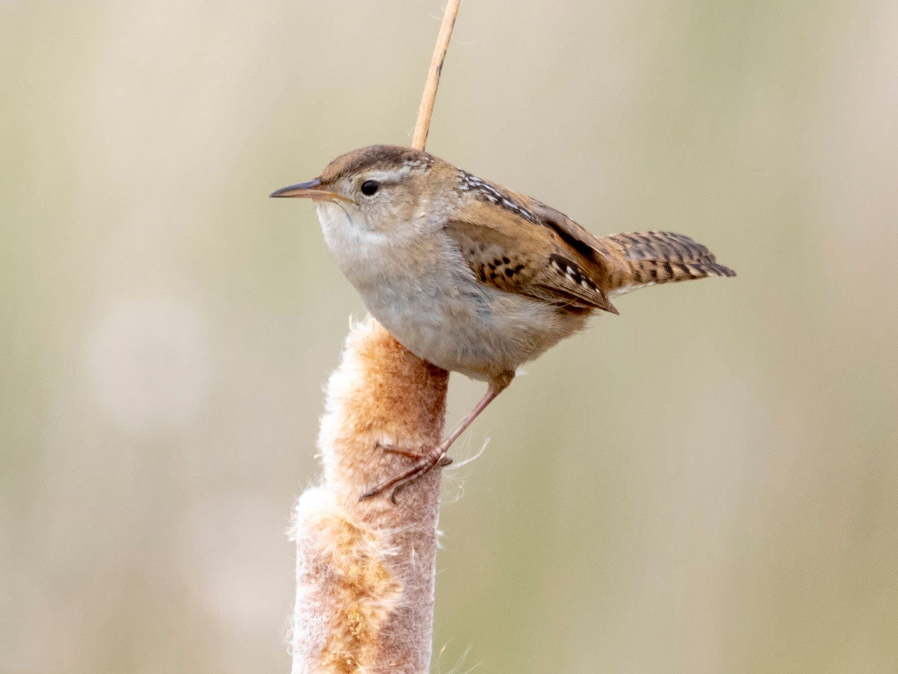 Marsh Wren