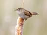 Marsh Wren