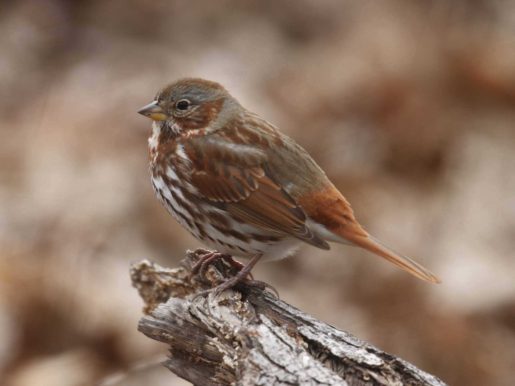Fox Sparrow