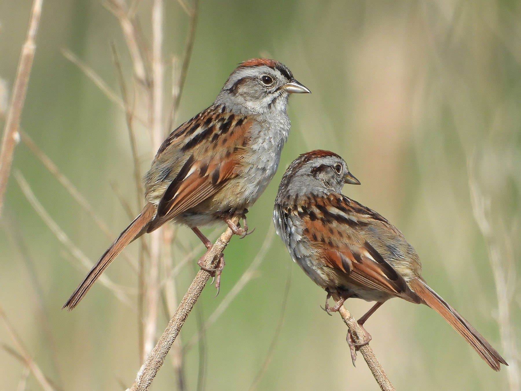 Swamp Sparrow