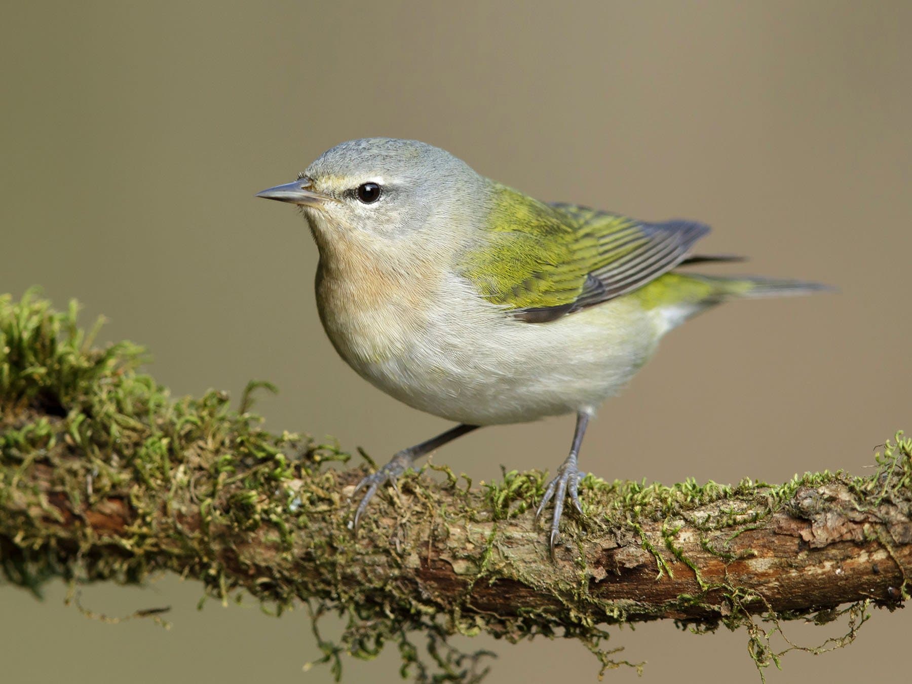 Tennessee Warbler