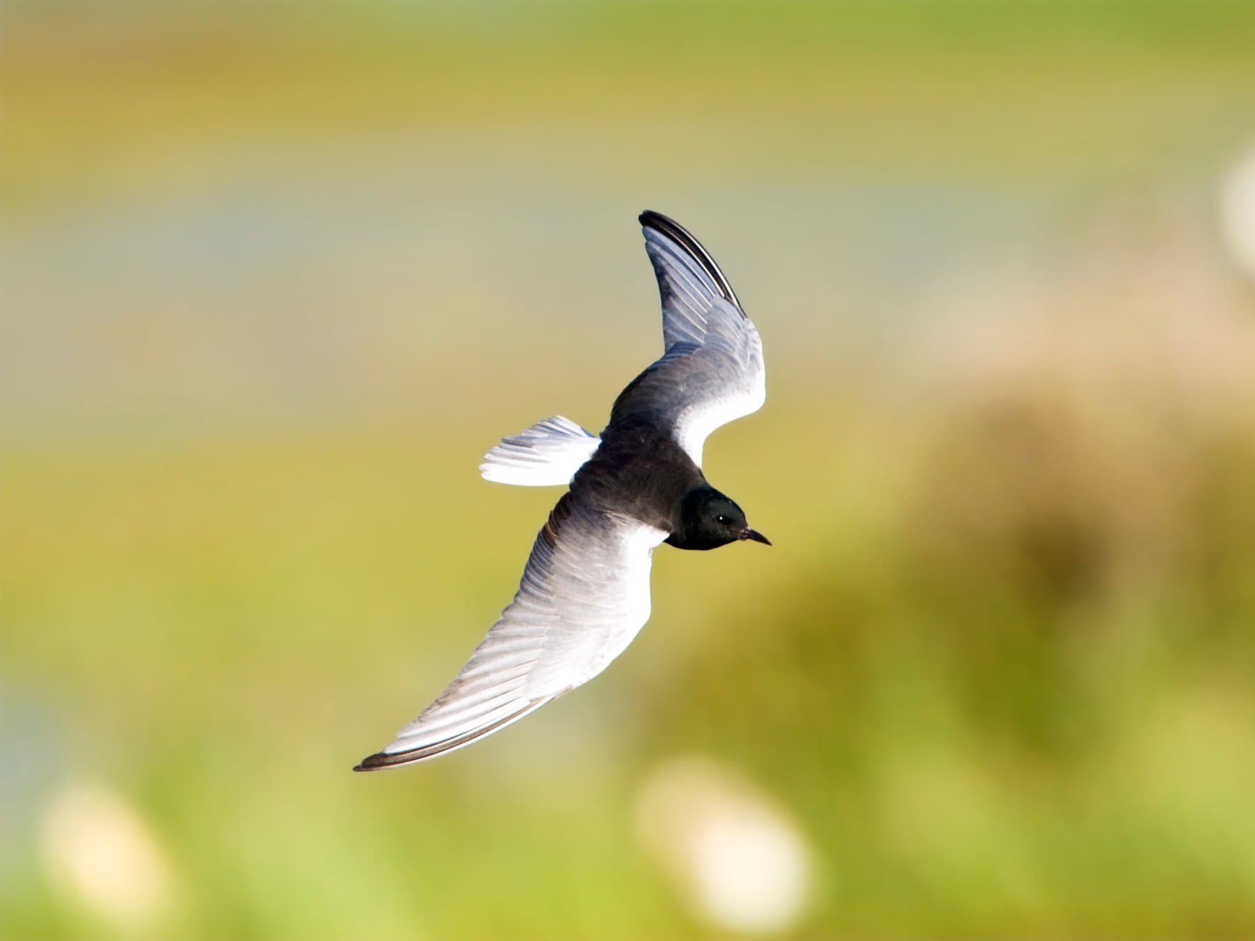 White-winged Tern