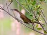 Black-billed Cuckoo