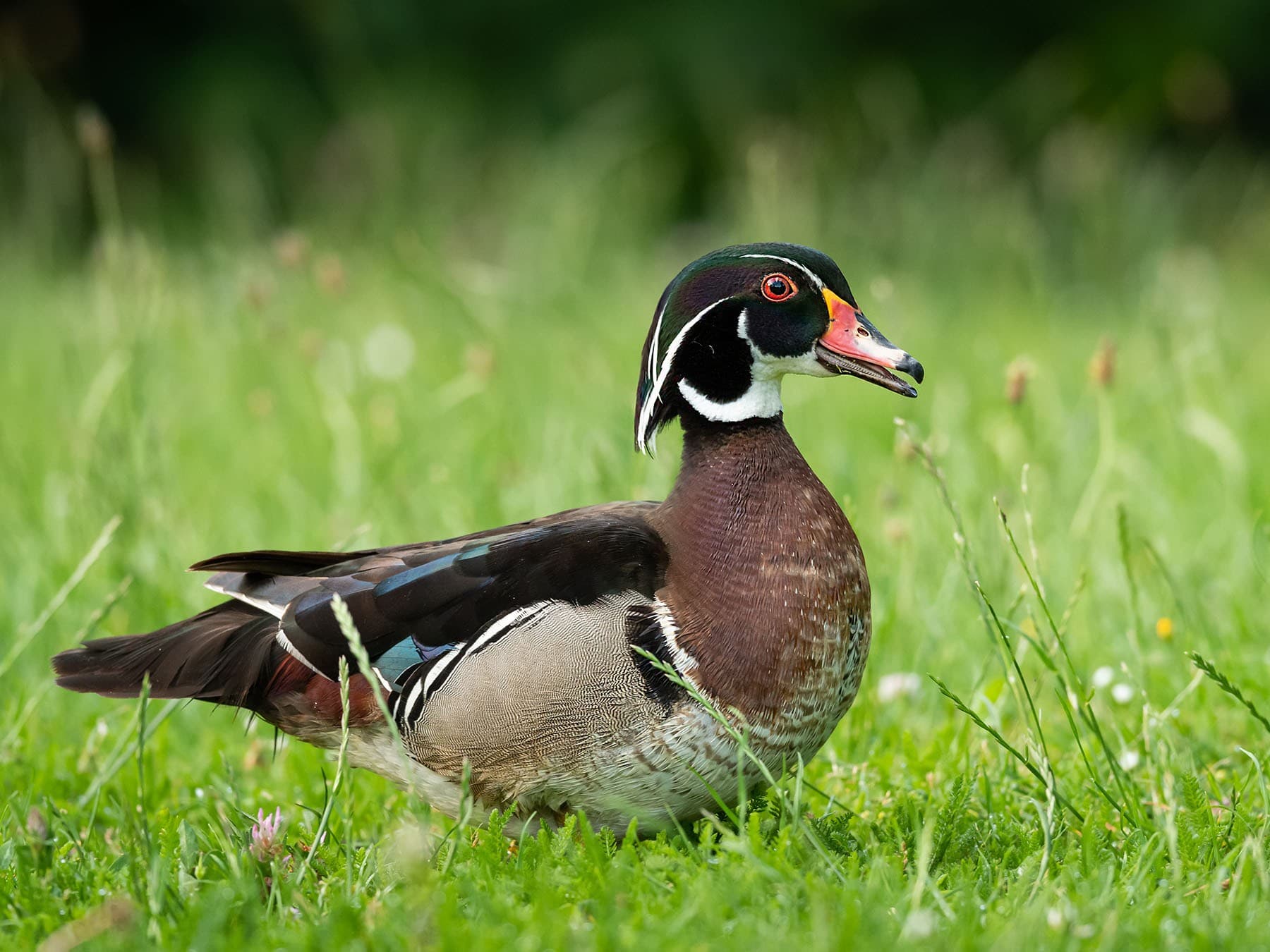 Wood Duck