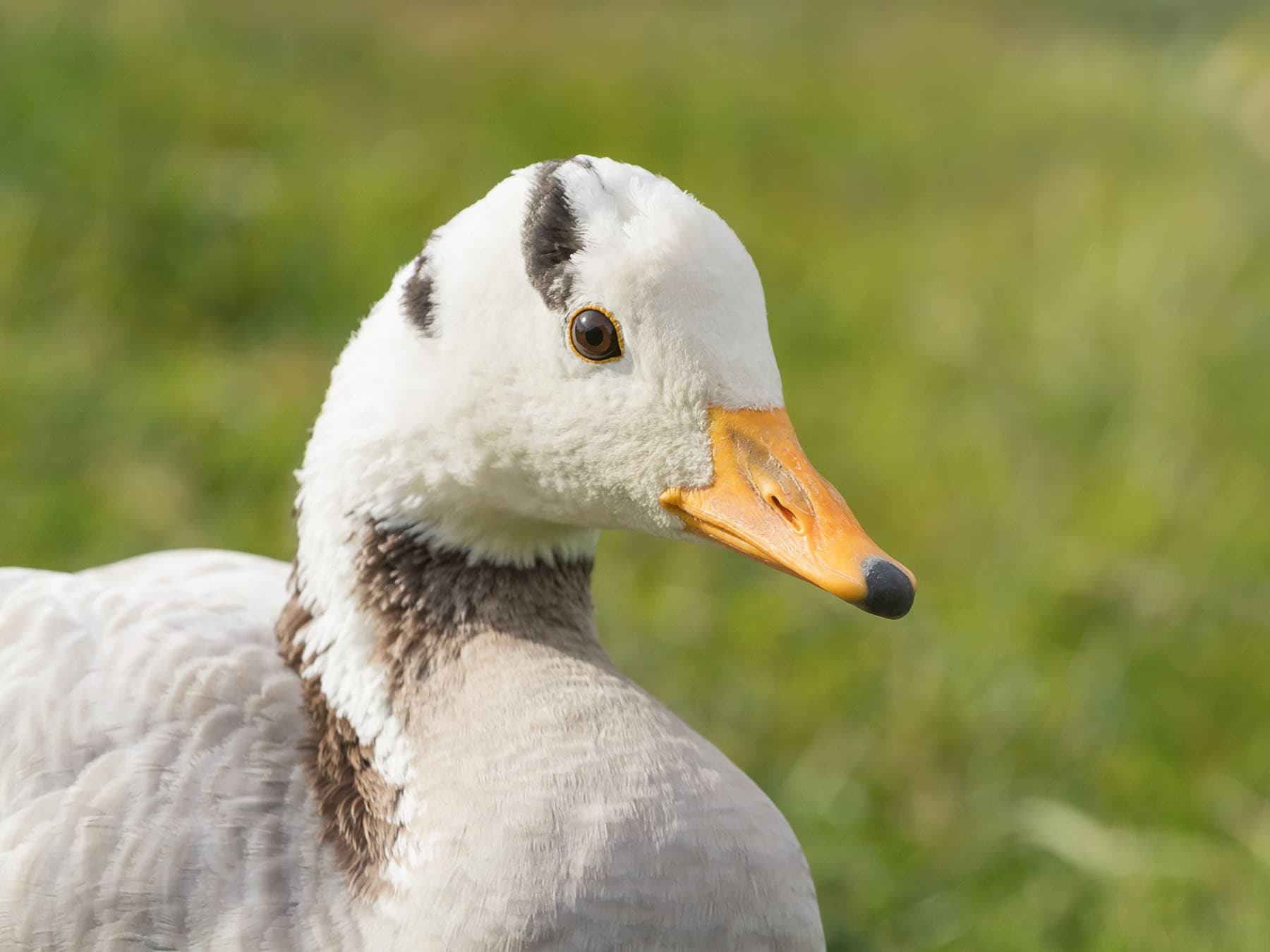 Bar-headed goose portrait