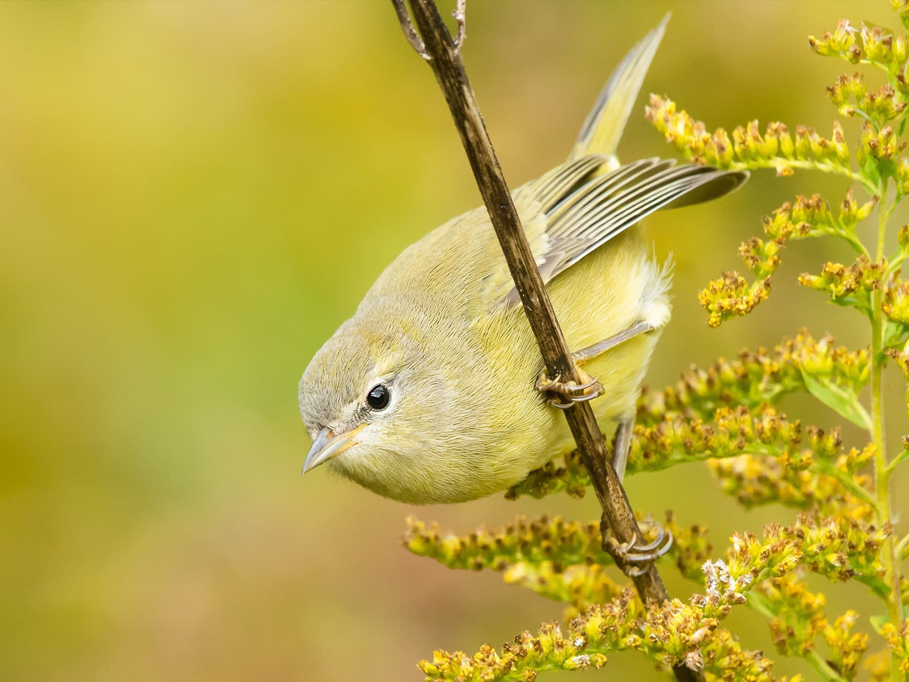 Orange-crowned Warbler