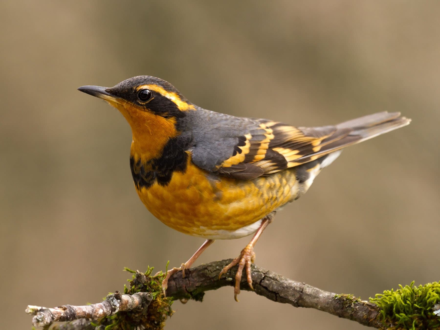 Varied Thrush