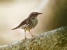 Northern Waterthrush