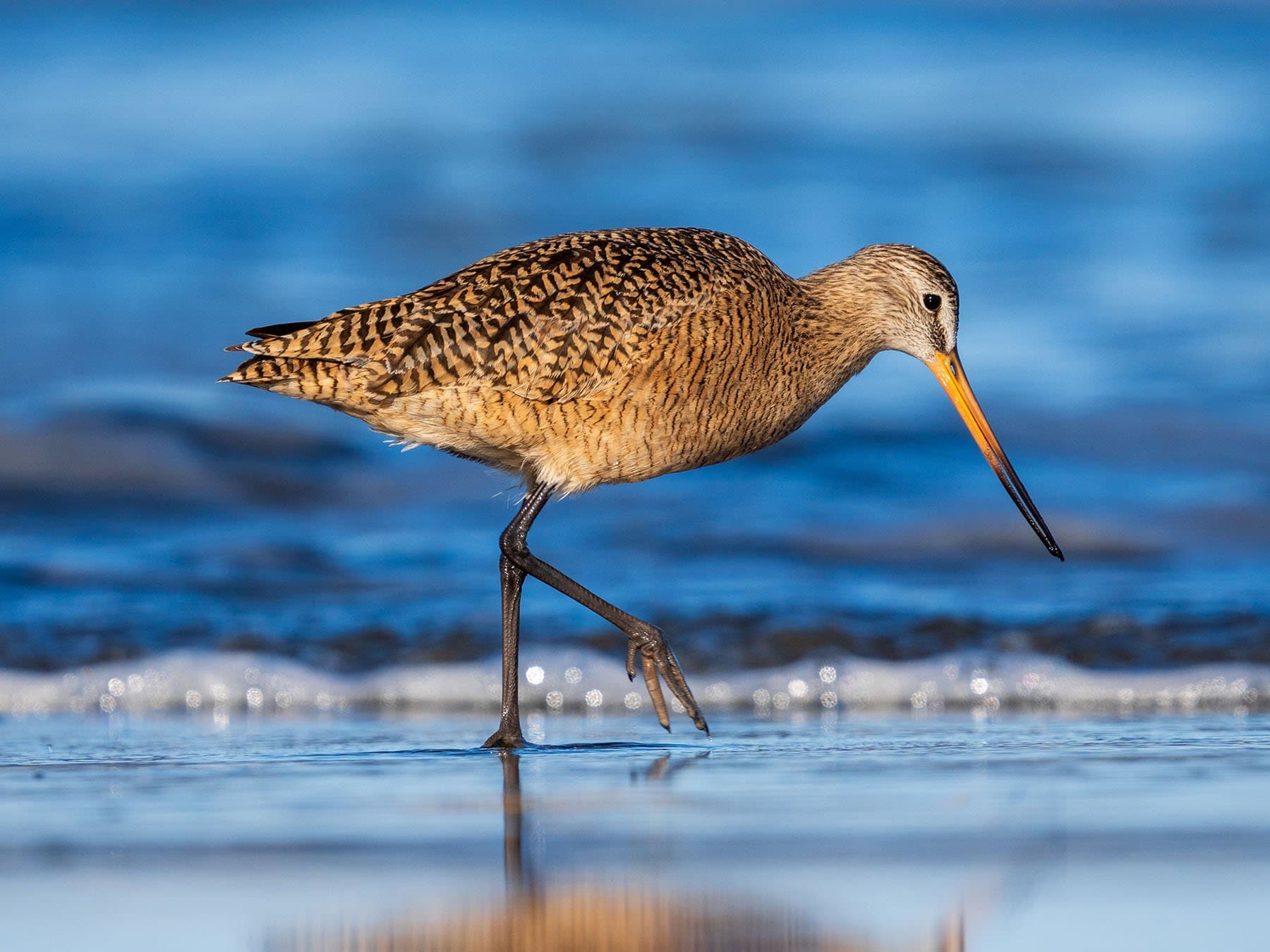 Marbled Godwit