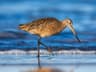 Marbled Godwit