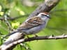 Chipping Sparrow