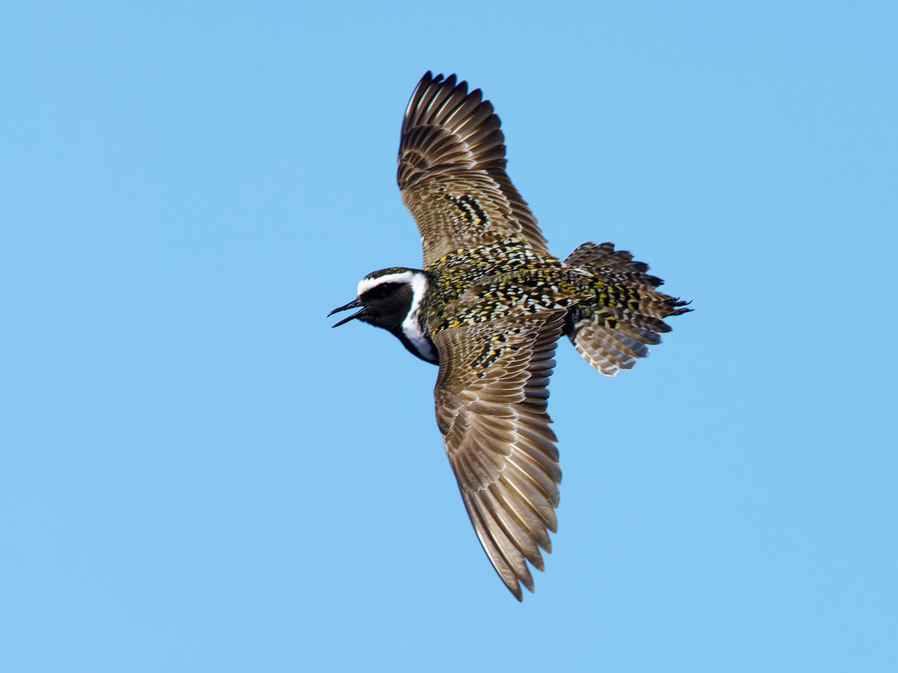 American Golden-Plover male in flight