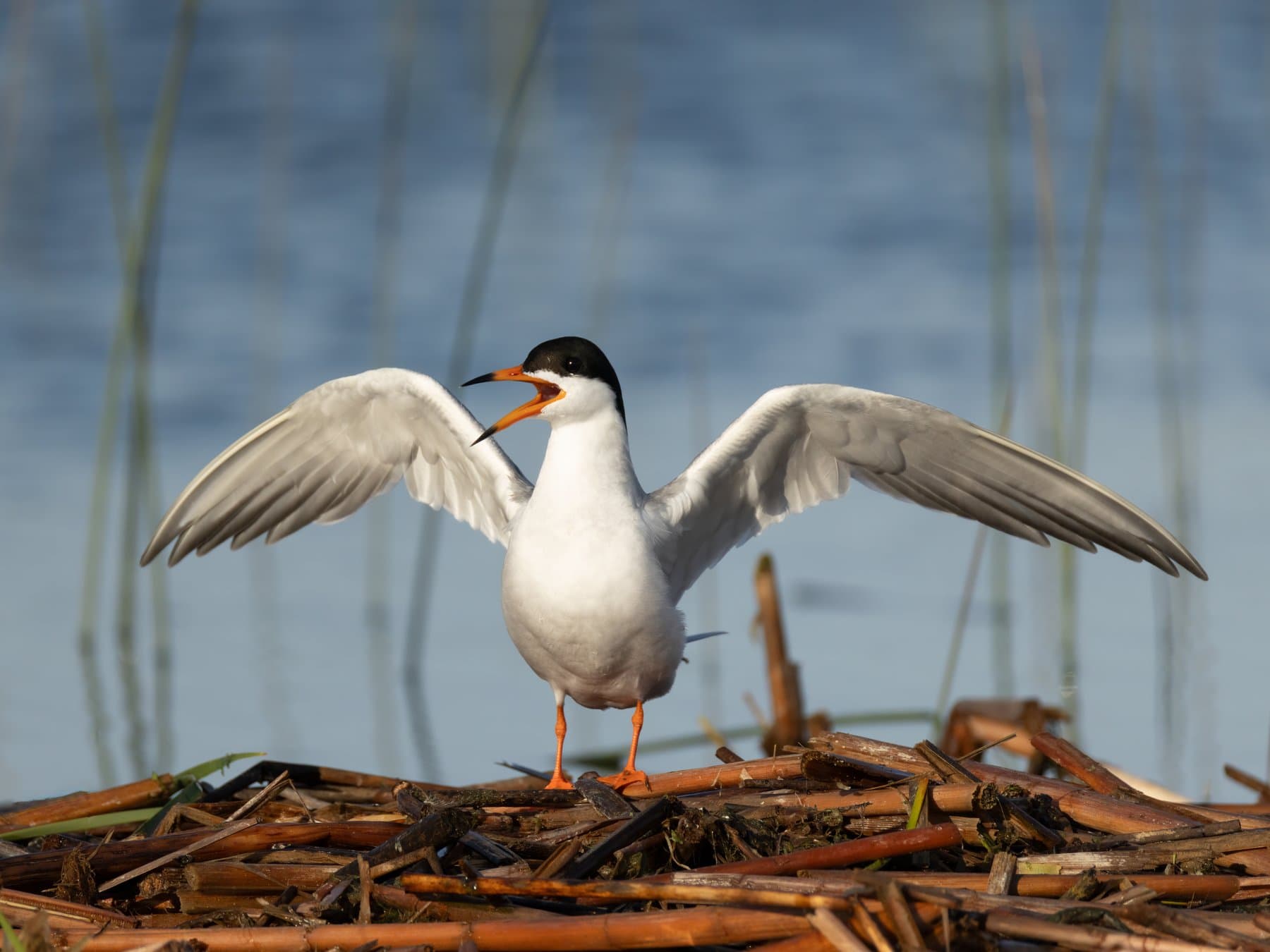 Forster's Tern
