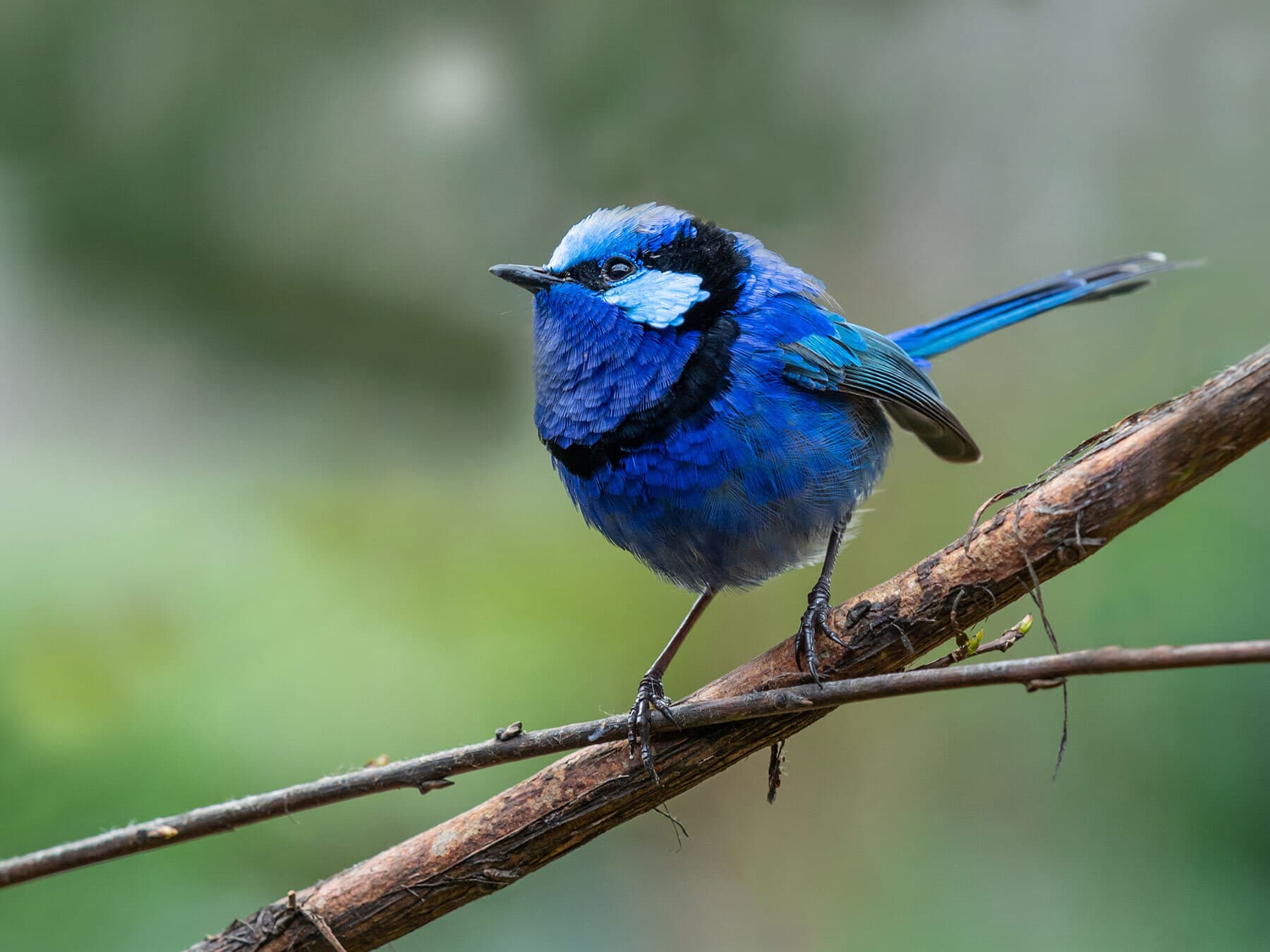 Splendid fairywren