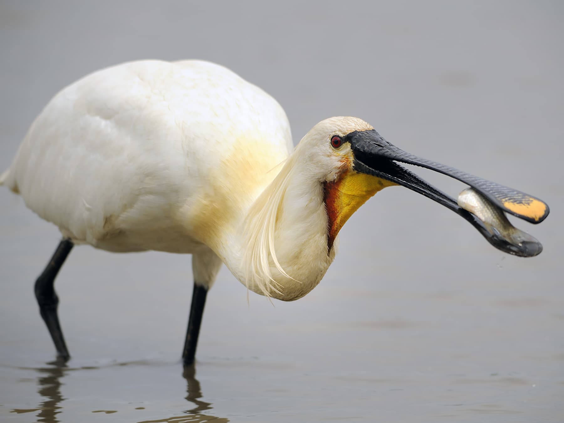 Spoonbill feeding on a small fish