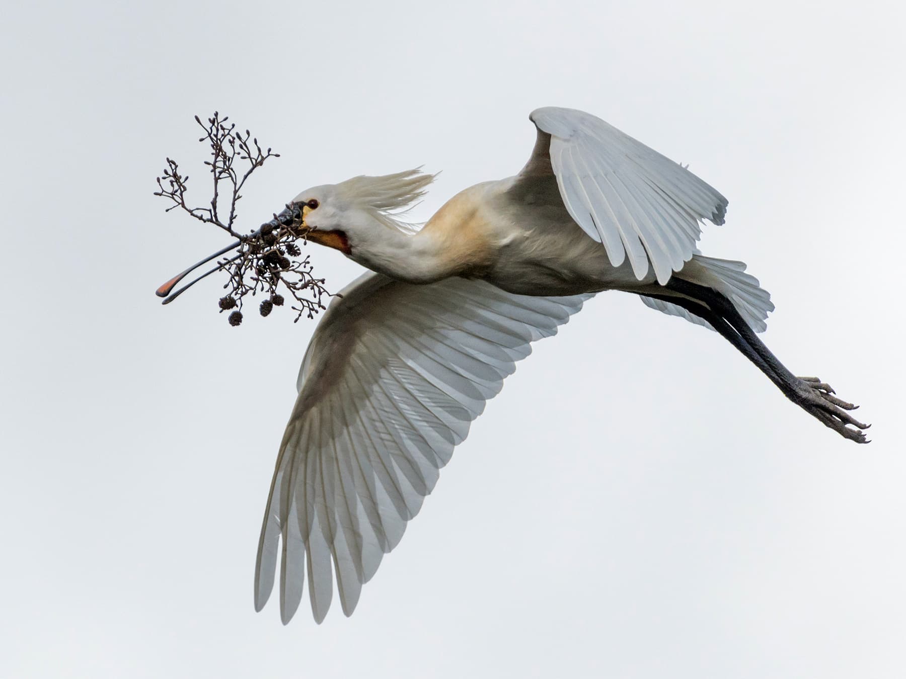 Spoonbill in-flight with nesting materials in its beak