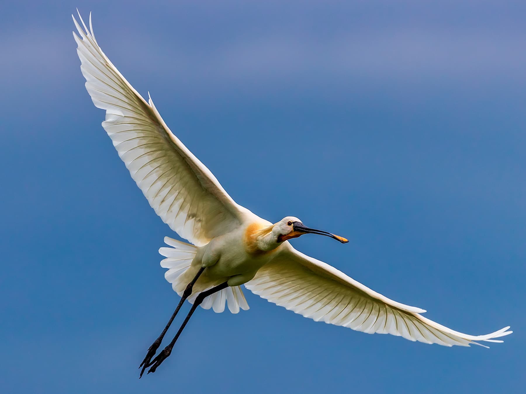 Spoonbill in-flight