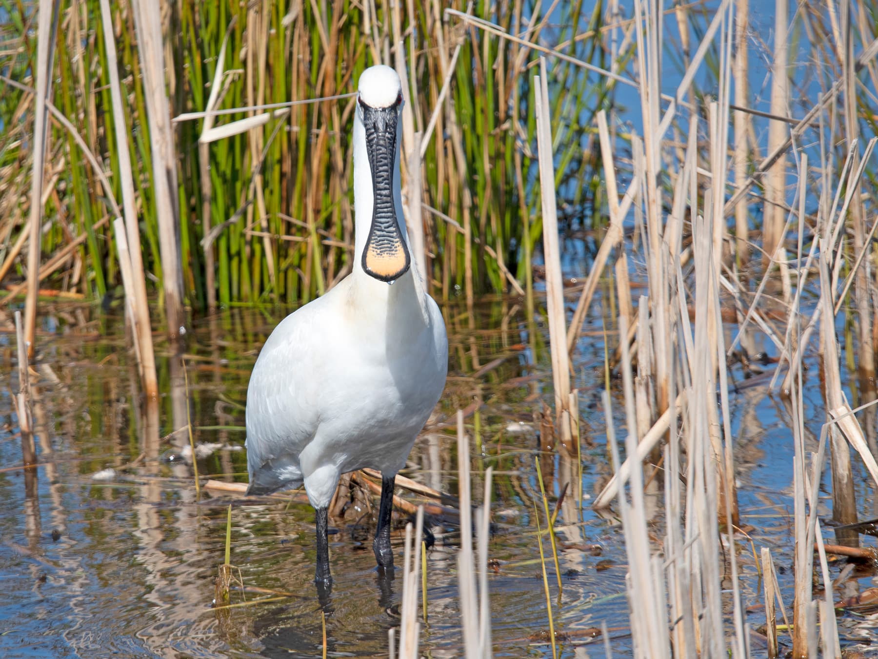 Spoonbill in natural habitat