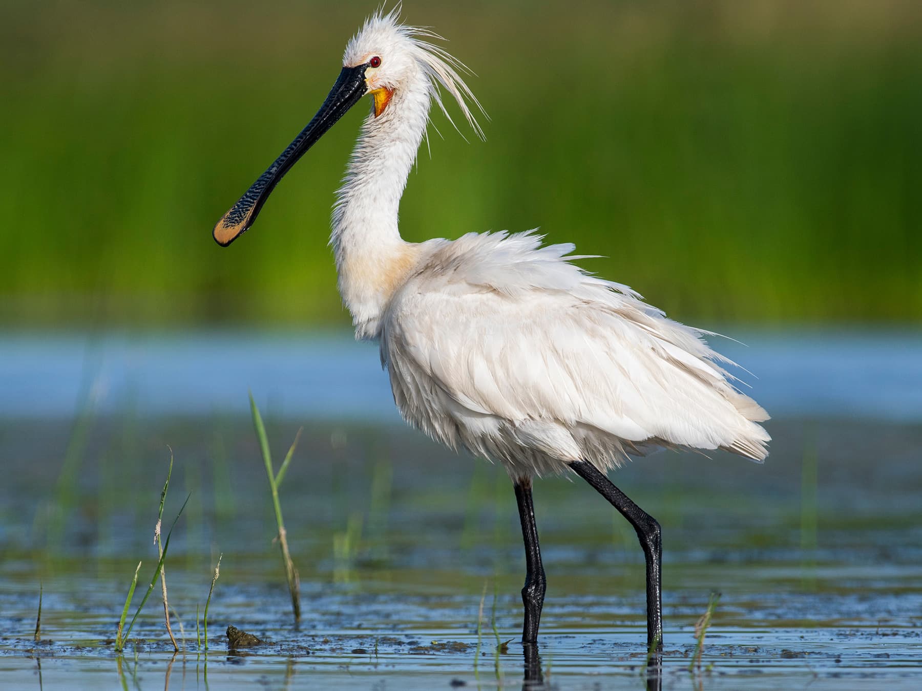 Spoonbill in wetland habitat
