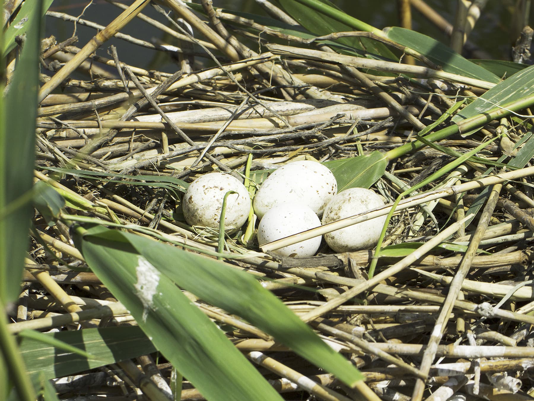 Spoonbills nest with four eggs