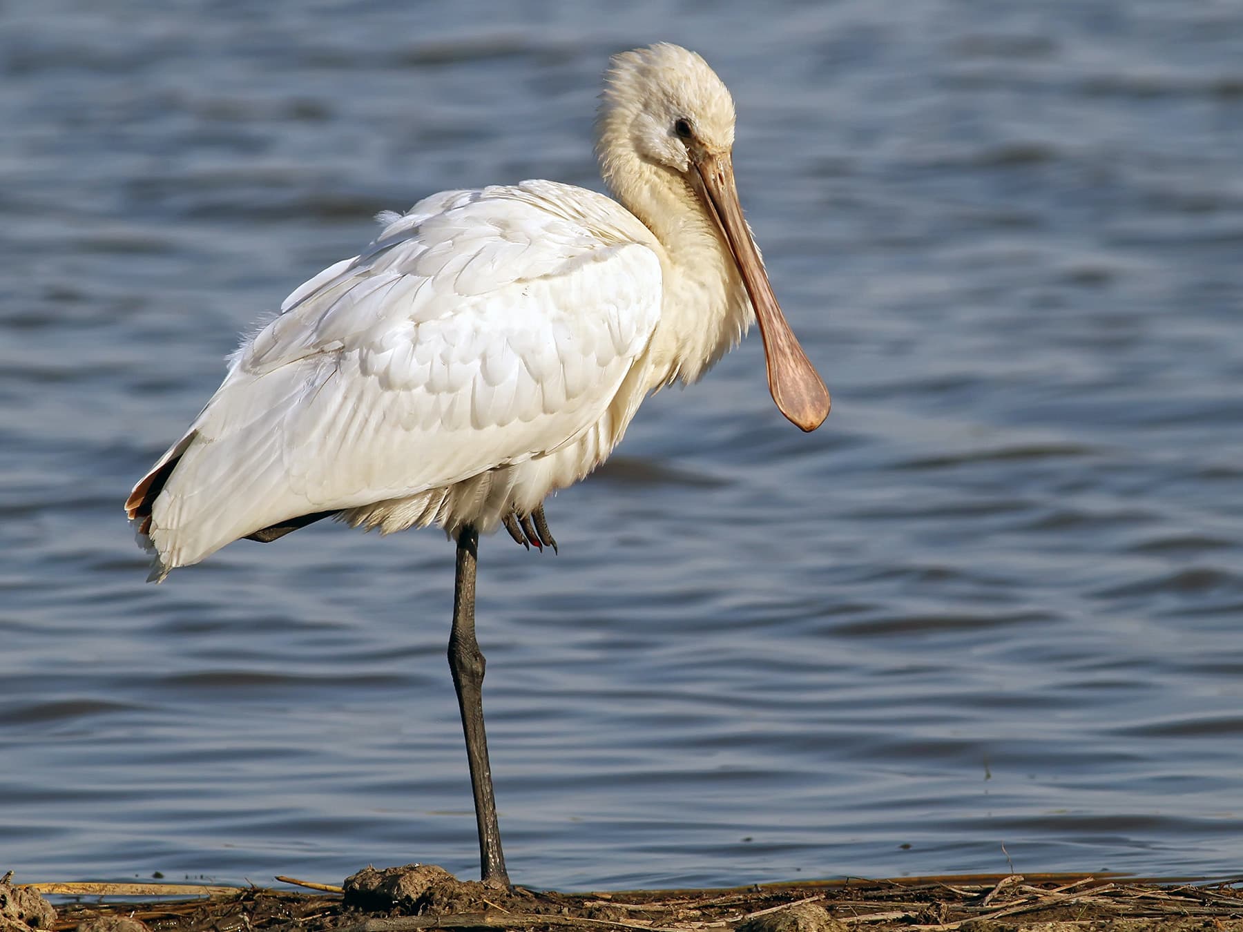 Spoonbill balancing on one leg resting
