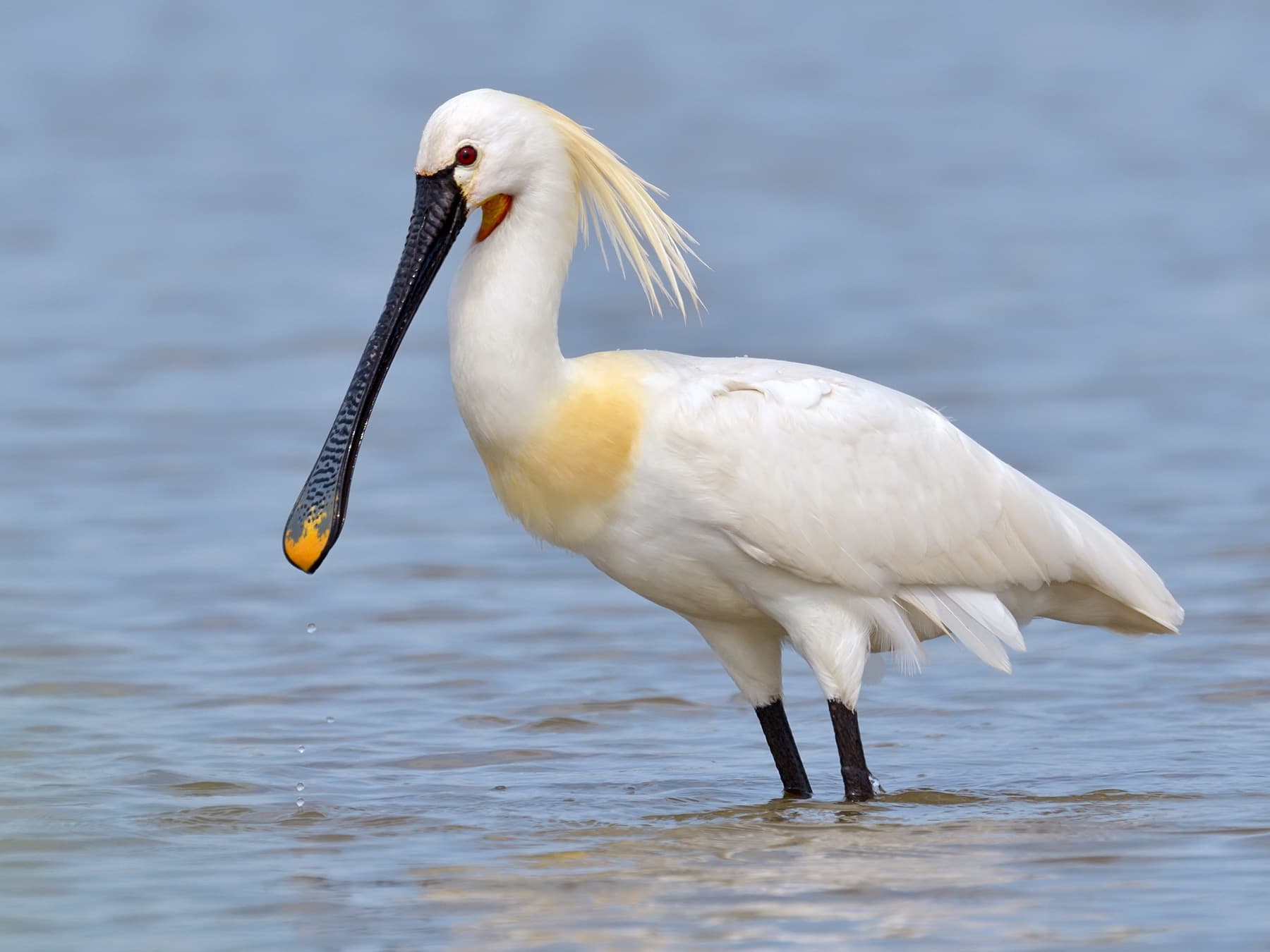 Spoonbill during the breeding season