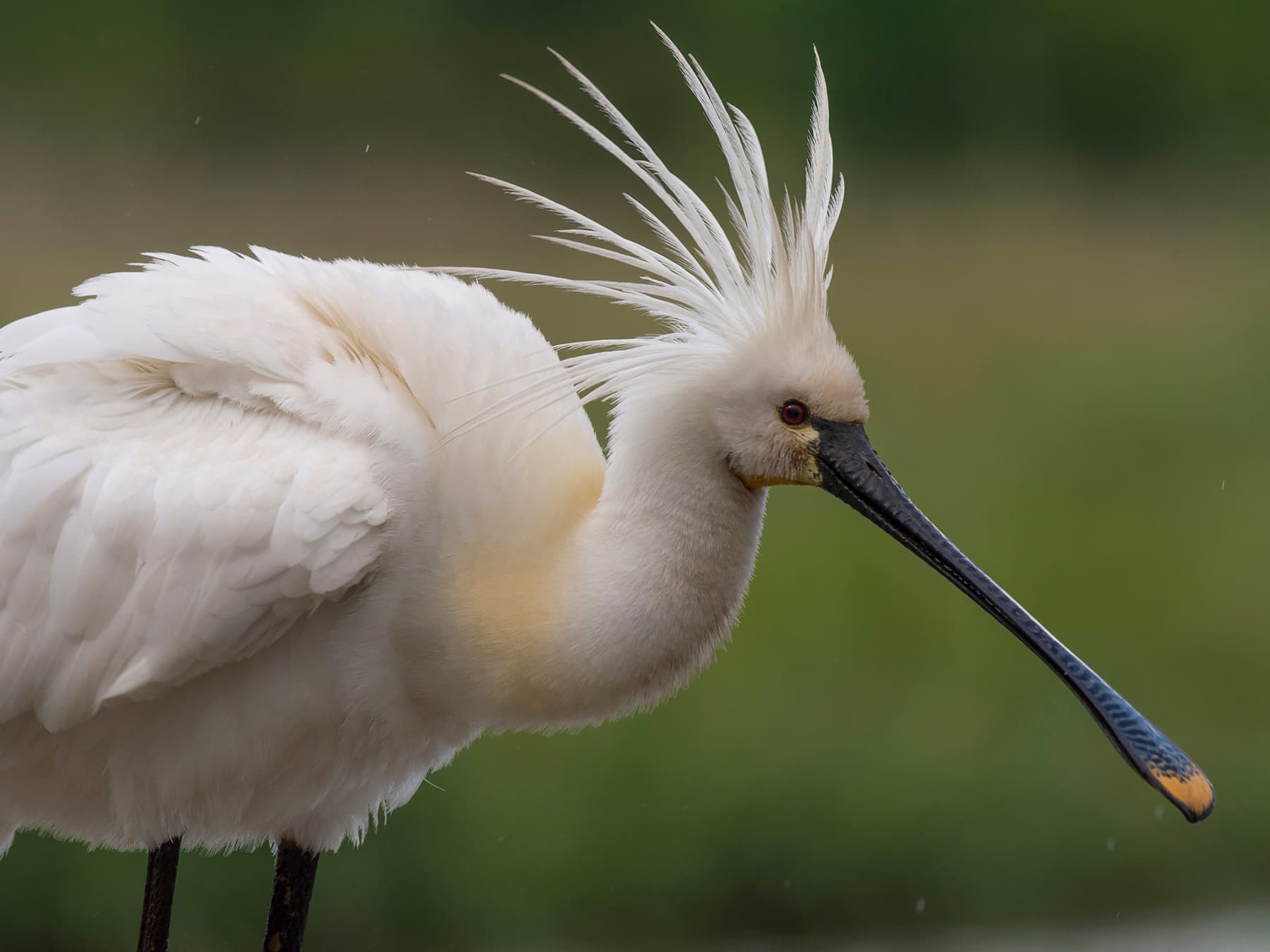 Spoonbill with its crest raised high