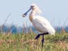 Eurasian Spoonbill