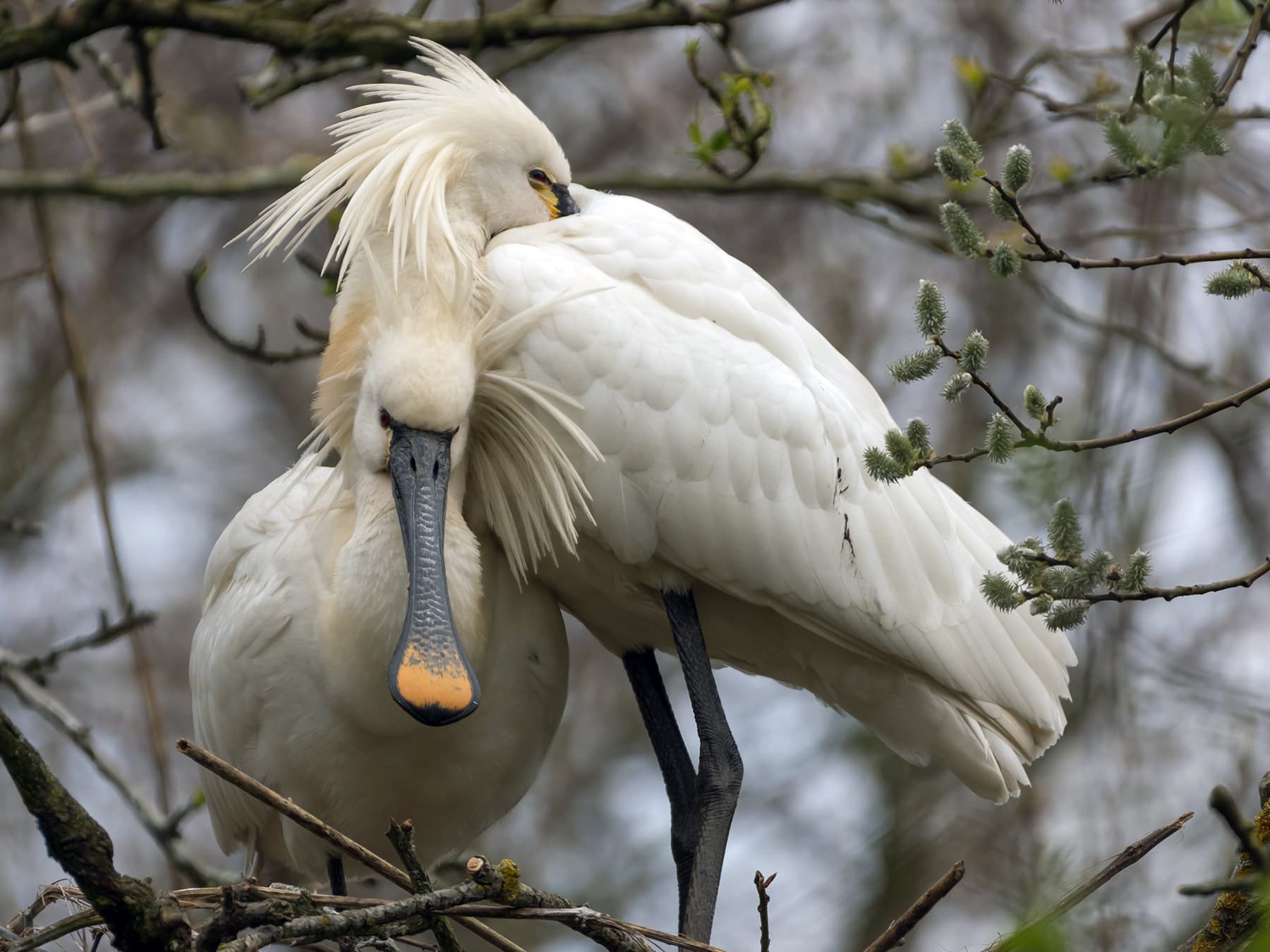 Pair of Spoonbills during Courtship