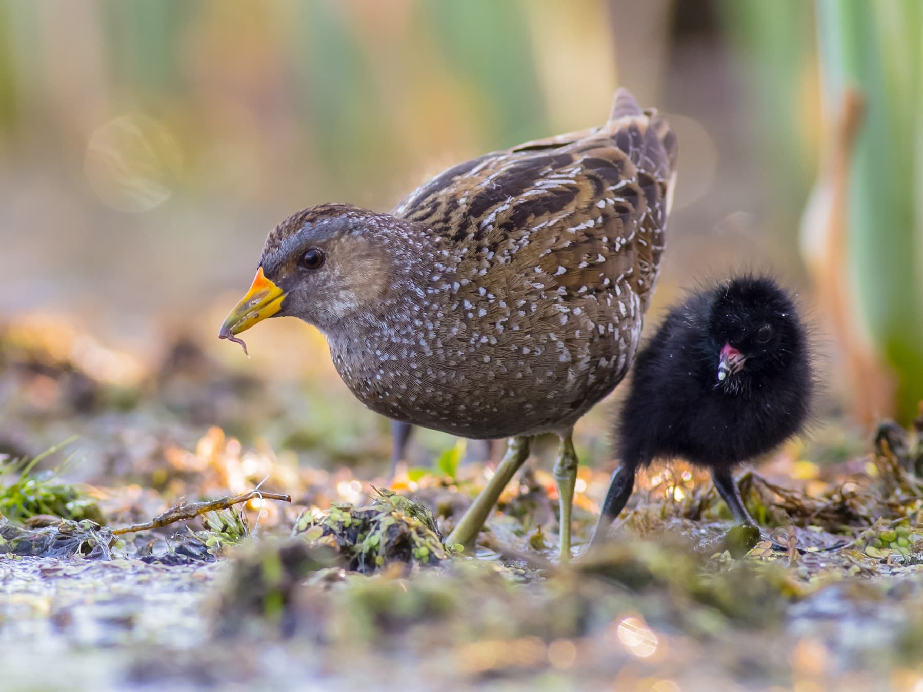 Spotted Crake parent foraging with its chick
